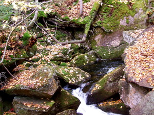 Stream