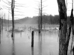 swamp