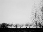 trees
